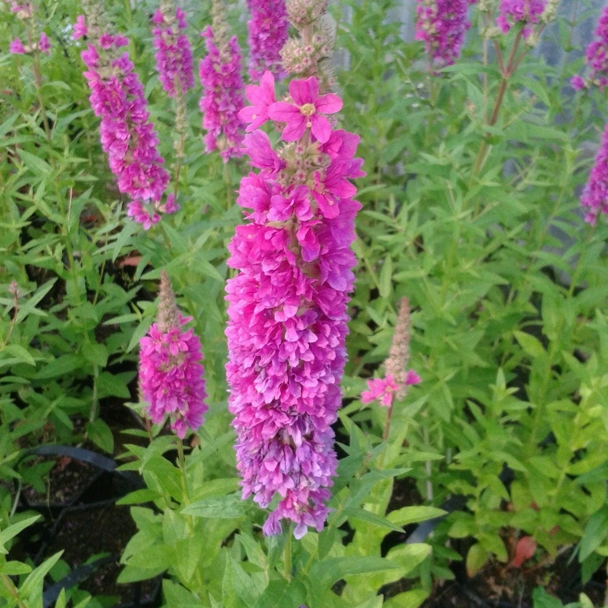 Roots Plants All Pond Plants Loosestrife | Lythrum Salicaria Robert 3 Roots Plants All Pond Plants Loosestrife | Lythrum Salicaria Robert