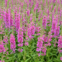Roots Plants All Pond Plants Loosestrife | Lythrum Salicaria Robert 8 Roots Plants All Pond Plants Loosestrife | Lythrum Salicaria Robert