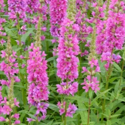 Roots Plants All Pond Plants Loosestrife | Lythrum Salicaria Robert 9 Roots Plants All Pond Plants Loosestrife | Lythrum Salicaria Robert