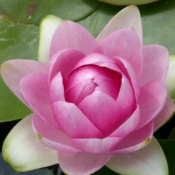 Roots Plants Pink Water Lily | Nymphaea Madame Wilfron Gonnere