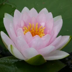 Roots Plants Pink Water Lily | Nymphaea Madame Wilfron Gonnere