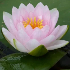 Roots Plants Pink Water Lily | Nymphaea Madame Wilfron Gonnere