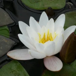 Roots Plants Large Water Lily | Nymphaea Marliacea Carnea
