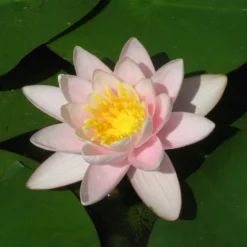 Roots Plants Large Water Lily | Nymphaea Marliacea Carnea 12 Roots Plants Large Water Lily | Nymphaea Marliacea Carnea