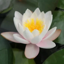 Roots Plants Large Water Lily | Nymphaea Marliacea Carnea 14 Roots Plants Large Water Lily | Nymphaea Marliacea Carnea