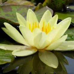 Roots Plants Yellow Water Lily | Nymphaea Marliacea Chromatella