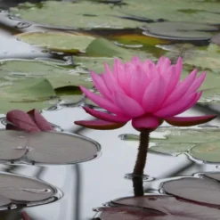 Roots Plants Large Double Petal Water Lily | Nymphaea Mayla