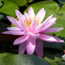 Roots Plants Large Double Petal Water Lily | Nymphaea Mayla