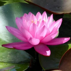 Roots Plants Large Double Petal Water Lily | Nymphaea Mayla