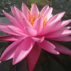 Roots Plants Large Double Petal Water Lily | Nymphaea Mayla
