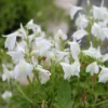 Roots Plants All Pond Plants White Chinese Marshflower | Mazus Reptans Alba