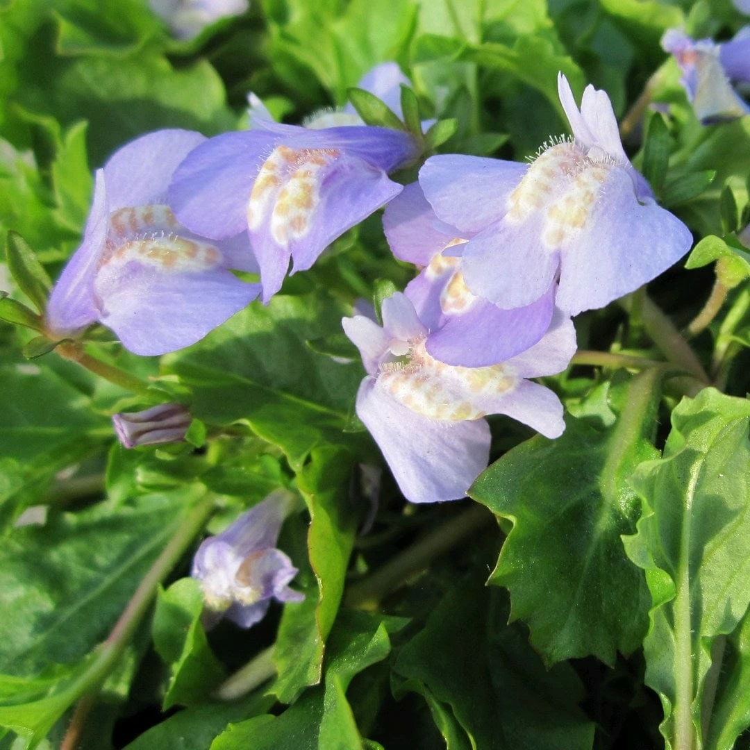 Roots Plants Chinese Marshflower | Mazus Reptans All Pond Plants 4 Roots Plants Chinese Marshflower | Mazus Reptans All Pond Plants