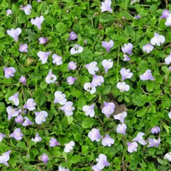 Roots Plants Chinese Marshflower | Mazus Reptans All Pond Plants 7 Roots Plants Chinese Marshflower | Mazus Reptans All Pond Plants