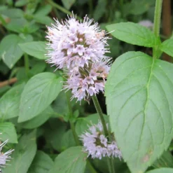 Roots Plants All Pond Plants Water Mint | Mentha Aquatica