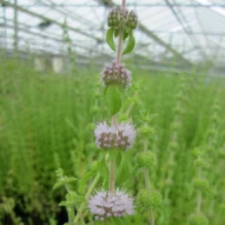 Roots Plants Pennyroyal | Mentha Pulegium All Pond Plants