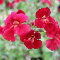 Roots Plants Mimulus Cupreus | Red Emperor