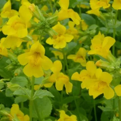 Roots Plants All Pond Plants Mimulus Guttatus | Yellow Monkey Flower