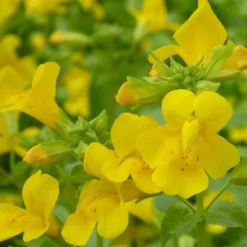 Roots Plants All Pond Plants Mimulus Guttatus | Yellow Monkey Flower