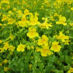 Roots Plants All Pond Plants Mimulus Guttatus | Yellow Monkey Flower