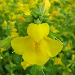 Roots Plants All Pond Plants Mimulus Guttatus | Yellow Monkey Flower