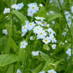 Roots Plants Forget Me Not Water Forget-Me-Not | Myosotis Scorpioides
