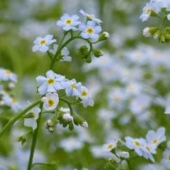 Roots Plants Forget Me Not Water Forget-Me-Not | Myosotis Scorpioides