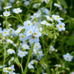 Roots Plants Forget Me Not Water Forget-Me-Not | Myosotis Scorpioides