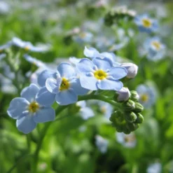 Roots Plants Forget Me Not Water Forget-Me-Not | Myosotis Scorpioides