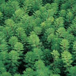 Roots Plants Red Stem Parrot's Feather| Oxygenating