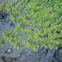 Roots Plants Miniature Pond Collection | 6 X 1L Pots All Pond Plants 10 Roots Plants Miniature Pond Collection | 6 X 1L Pots All Pond Plants