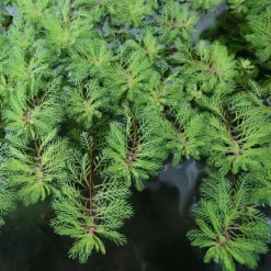 Roots Plants Red Stem Parrot's Feather| Oxygenating