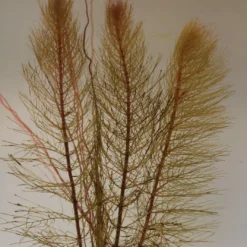 Roots Plants Red Stem Parrot's Feather| Oxygenating