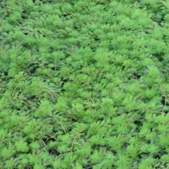 Roots Plants Red Stem Parrot's Feather| Oxygenating