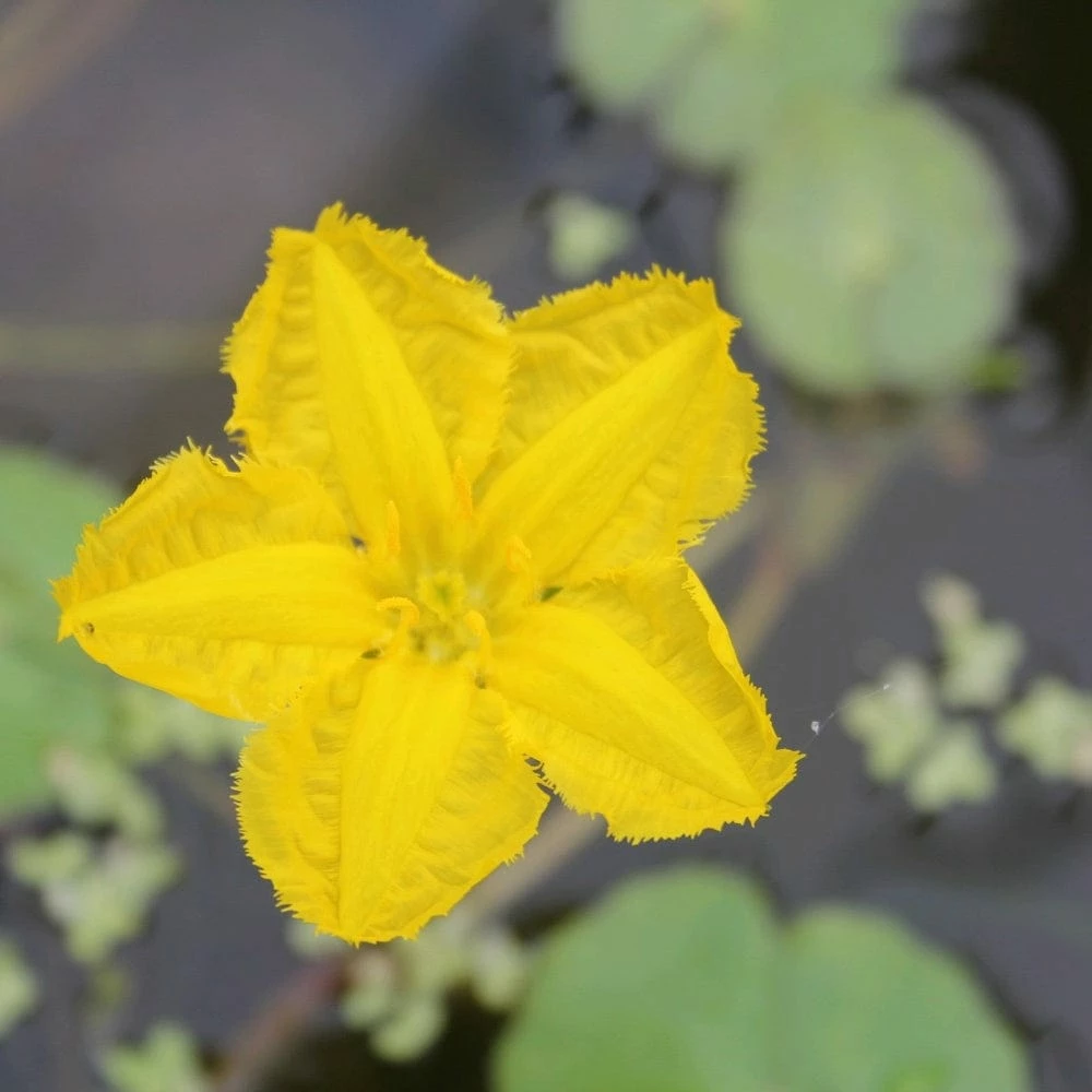 Roots Plants Miniature Pond Collection | 6 X 1L Pots All Pond Plants 7 Roots Plants Miniature Pond Collection | 6 X 1L Pots All Pond Plants