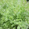 Roots Plants All Pond Plants Varigated Water Dropwort 'Flamingo'