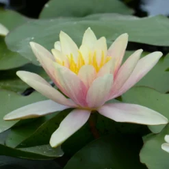 Roots Plants Large Water Lily | Nymphaea Paul Hariot