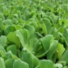Roots Plants 5 Water Lettuce | Pistia Stratiotes | 9cm Pots