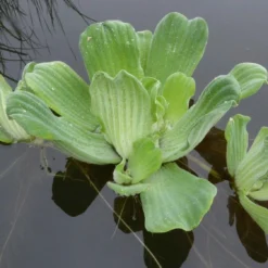 Roots Plants All Pond Plants Best Pond Plants For Any Size Pond | All In One | Oxygenating & Wildlife | Flowers & Structure