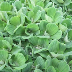 Roots Plants 5 Water Lettuce | Pistia Stratiotes | 9cm Pots