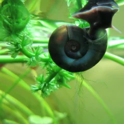 Roots Plants 5 Ramshorn Snails | Planorbis Corn