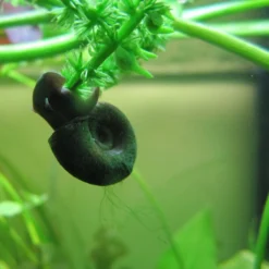 Roots Plants 5 Ramshorn Snails | Planorbis Corn