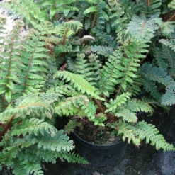 Roots Plants Ferns Premium Fern Collection | 6 X 9 Cm Pots