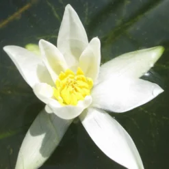 Roots Plants White Dwarf Water Lily | Nymphaea Pygmaea Alba