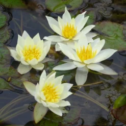Roots Plants White Dwarf Water Lily | Nymphaea Pygmaea Alba