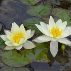 Roots Plants White Dwarf Water Lily | Nymphaea Pygmaea Alba