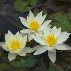 Roots Plants White Dwarf Water Lily | Nymphaea Pygmaea Alba