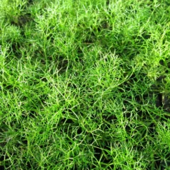 Roots Plants All Pond Plants Best Pond Plants For Any Size Pond | All In One | Oxygenating & Wildlife | Flowers & Structure