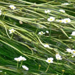 Roots Plants All Pond Plants 5 Water Crowsfoot| Oxygenating | 9cm Pots