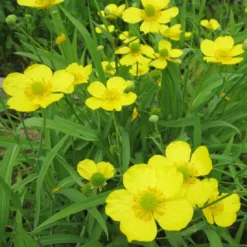 Roots Plants All Pond Plants Lesser Spearwort | Ranunculus Flammula