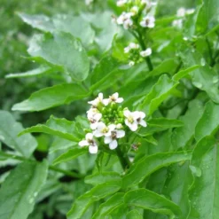 Roots Plants Watercress | Rorippa Nasturtium Aquaticum Winter Vegetable Plants